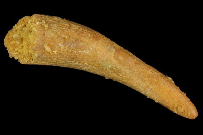 Bargain, Pterosaur (Siroccopteryx) Tooth - Morocco #94151